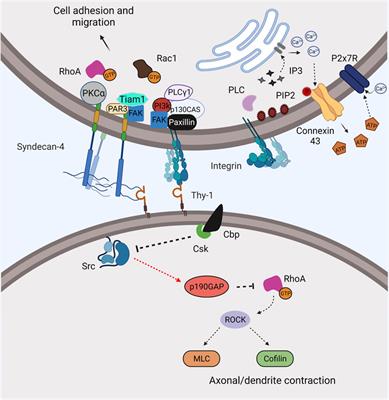 Thy-1-Integrin Interactions in cis and Trans Mediate Distinctive Signaling